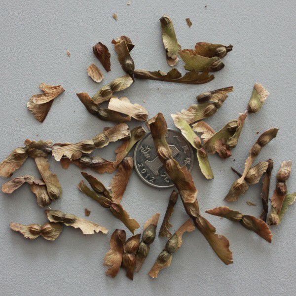 糖槭种子 当年新采美国红枫种子  日本红枫种子 秋火焰红