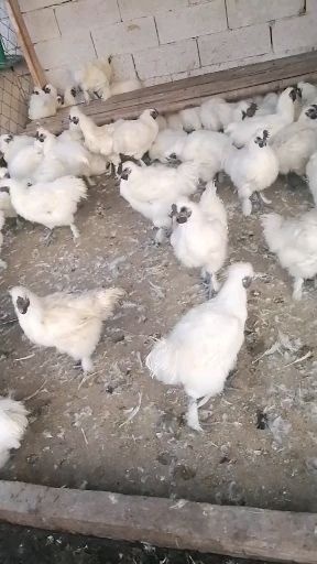苏州 出售绿壳鸡苗，芦花鸡苗，九斤红鸡苗等