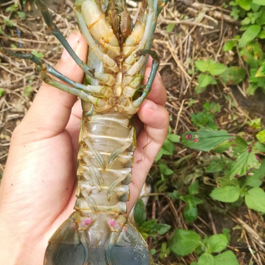 防城港 淡水龙虾希望长期合作