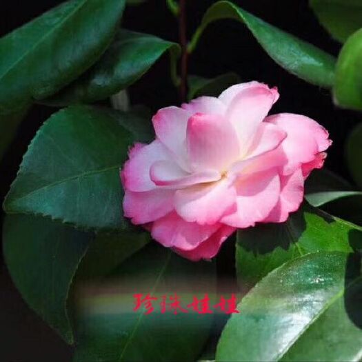 漳平市 名贵品种茶花：珍珠娃娃 18杯茶花苗产地发货快递包邮