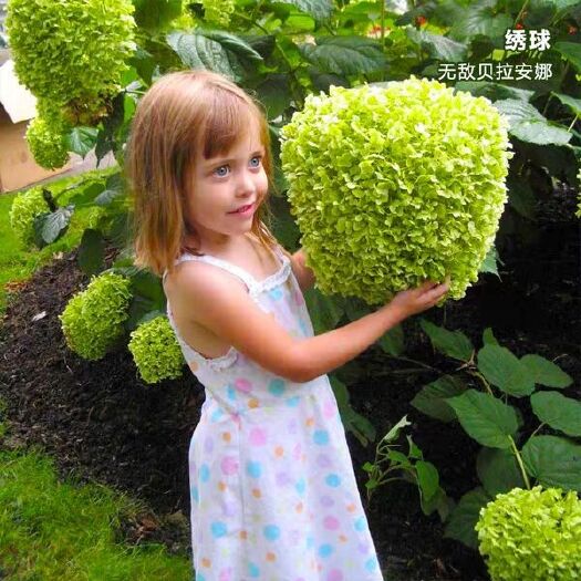 沭阳县 绣球花灌木木本都有
