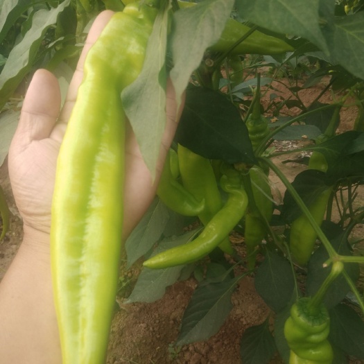 菏泽 黄皮辣椒