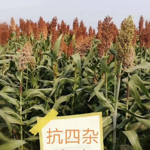 青县高粱种子  杂交高粱：抗四