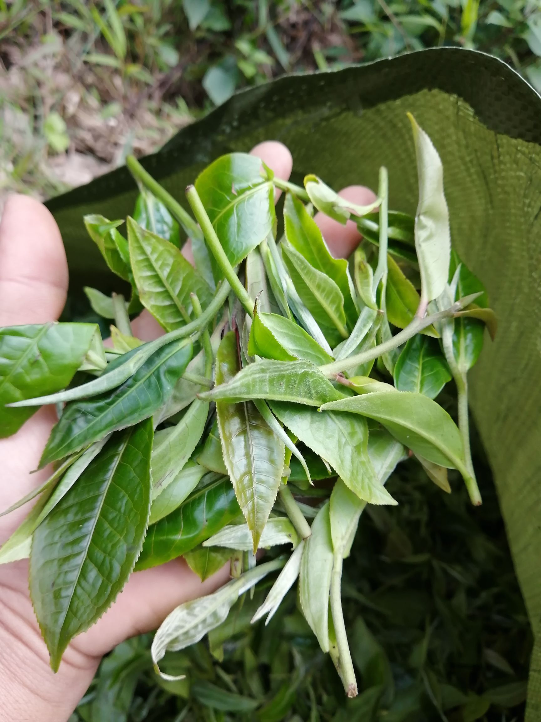 普洱生茶 2019年秋茶大树茶