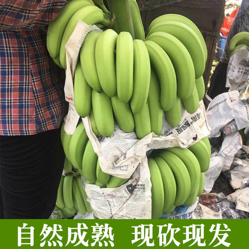  广西新鲜现砍香蕉长蕉5斤9斤一件代发小米蕉