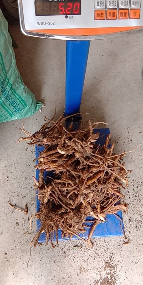 阳荷种苗  阳荷姜