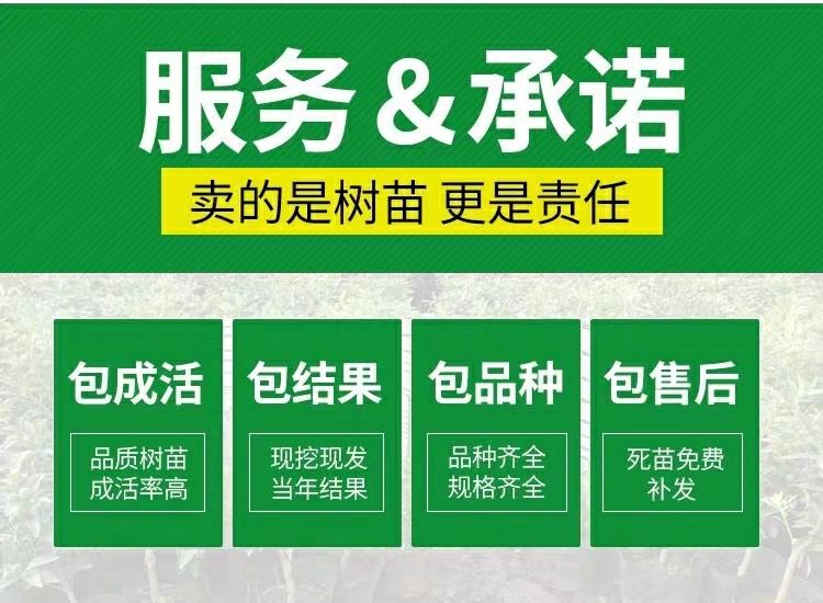  葡萄苗新品巨峰 夏黑 藤稔 蓝宝石 浪漫红颜 阳光玫瑰等品种