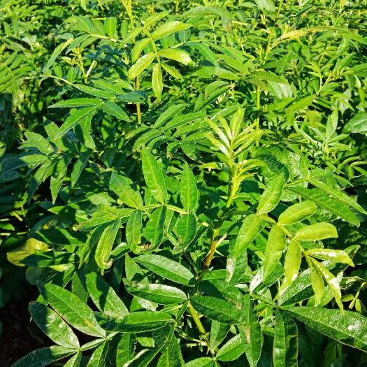泰安 大红袍花椒苗，无刺花椒苗