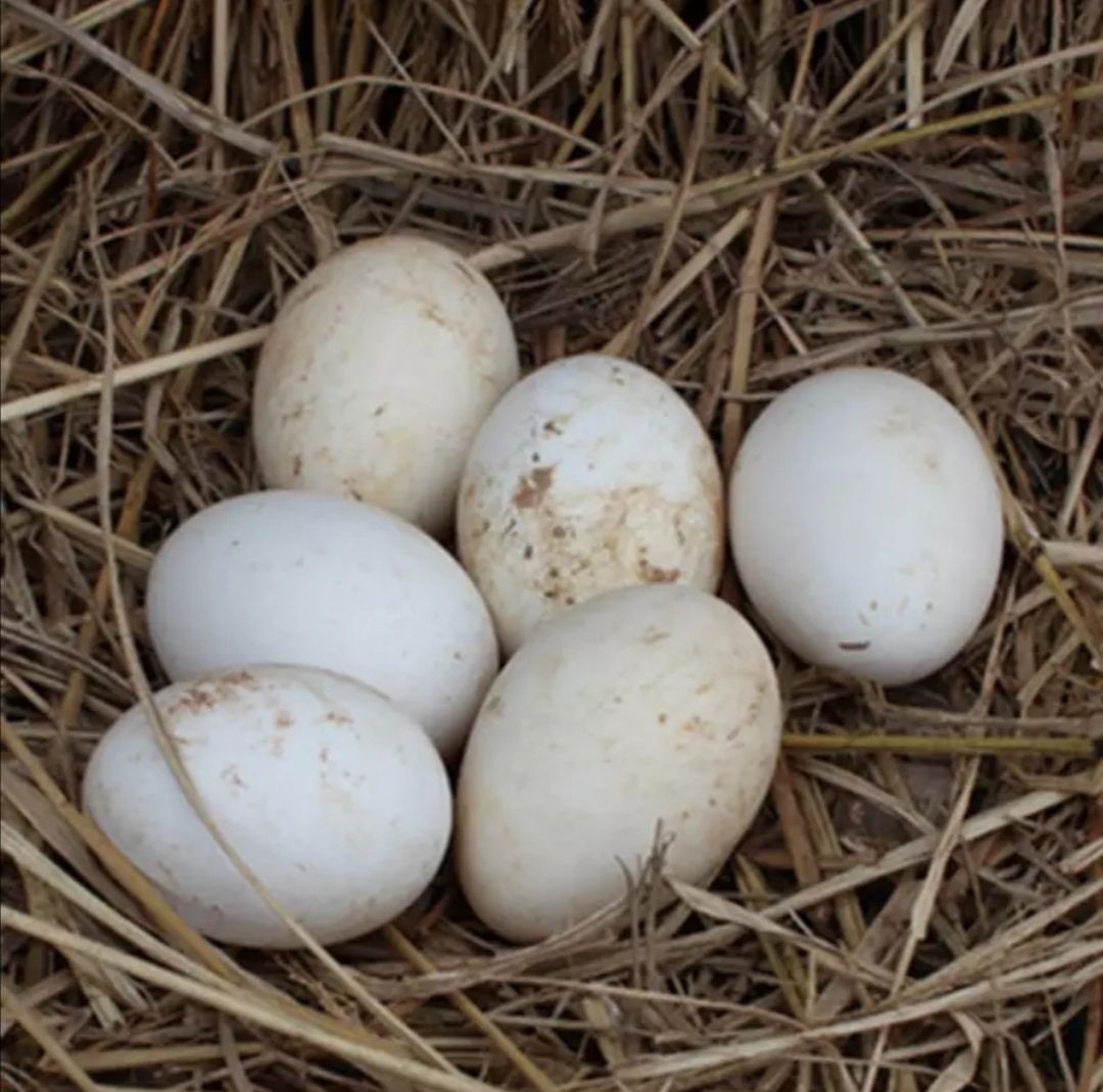  鸭蛋60g～90g 新鲜散养水鸭蛋 农家土鸭蛋河边老麻鸭蛋