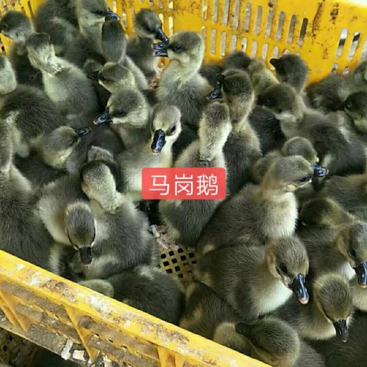 南宁马岗鹅 8-10斤 统货 半圈养半散养