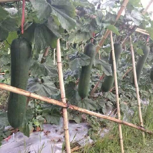 南宁 黑皮冬瓜万亩种植基地预售