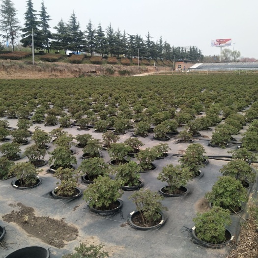 北京 洛阳牡丹开售