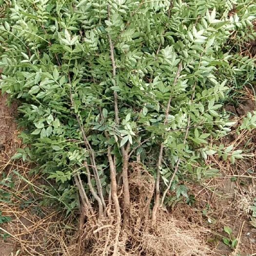 韩城市大红袍花椒苗