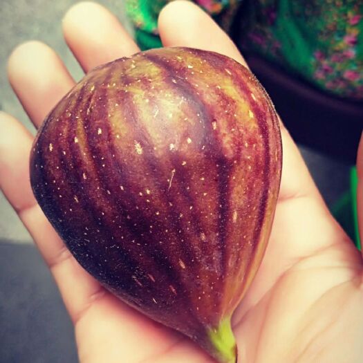 简阳市波姬红无花果苗