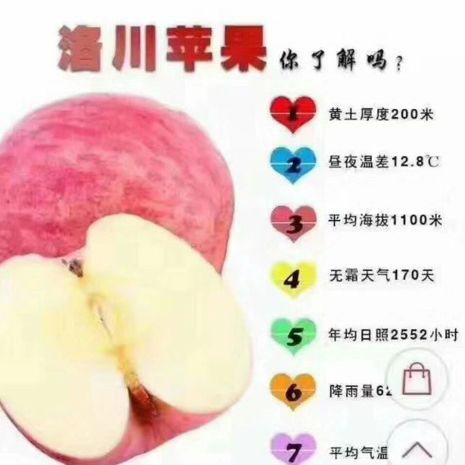  洛川苹果，自家果园，现摘现卖