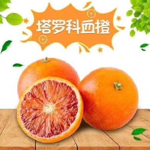简阳市塔罗科血橙苗 塔罗科血橙