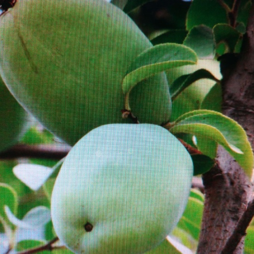 单县现有皱皮木瓜20000斤量大138540和2781