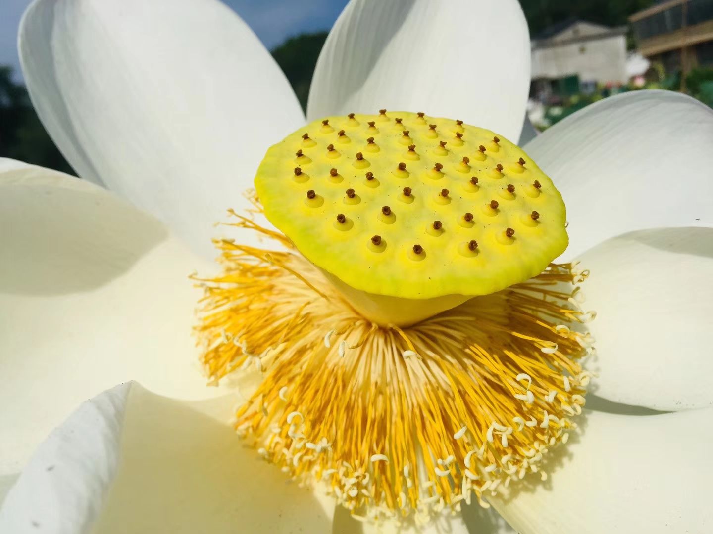 广昌白莲 💚夏季热卖单品--【广昌手工白莲】
 可搭配银耳百合一起煲