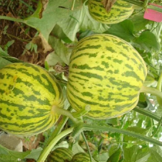 莘县花龙蜜甜瓜种子 花蕾甜瓜