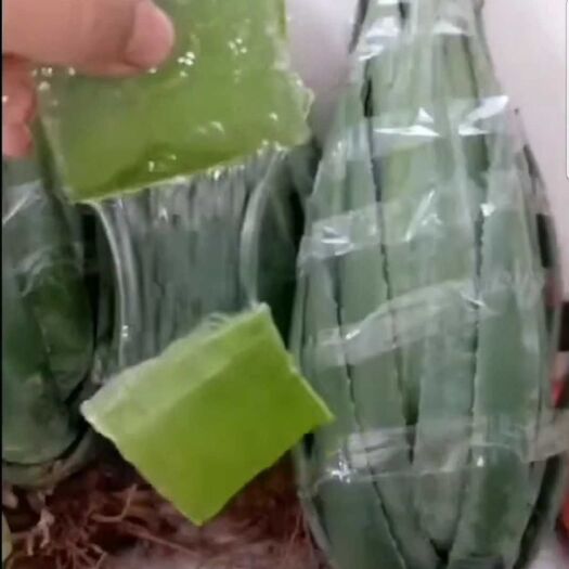 周口不夜城  库拉索芦荟美容护肤二十斤到四十多斤大棵芦荟灌肤盆景栽植