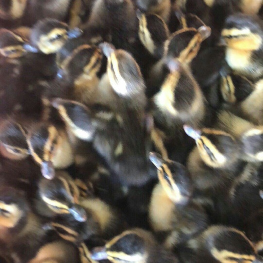 南宁麻鸭苗  金锭蛋鸭苗