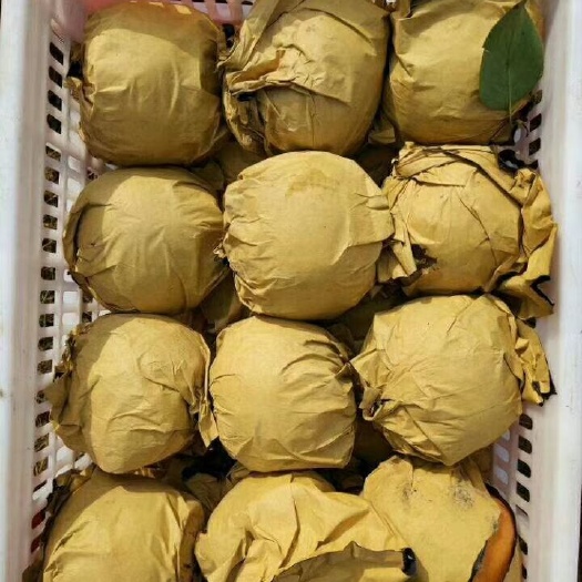 兰陵县 晚秋黄梨