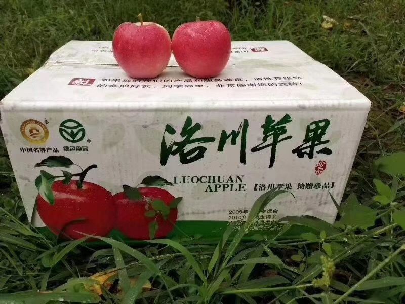  洛川苹果，自家果园，现摘现卖