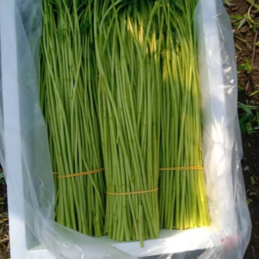 阜南縣白藜蒿  精品新鮮蘆蒿，大量上市，希望各位老板聯(lián)系