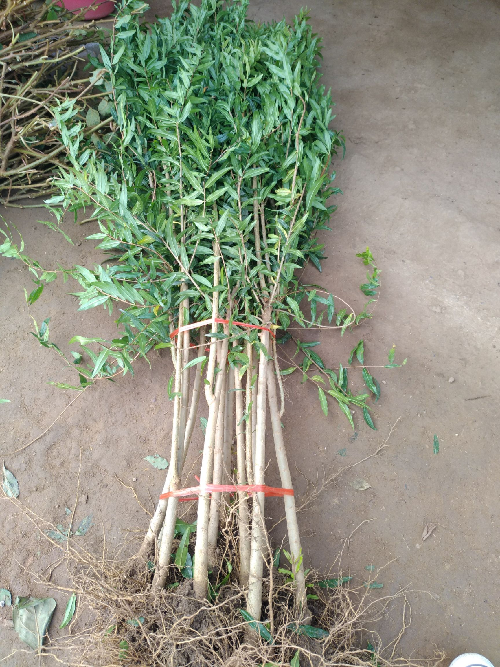 突尼斯软籽石榴树苗 突尼斯软籽石榴苗