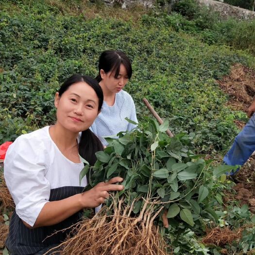 古丈县八月瓜苗 八月瓜紫宝3号