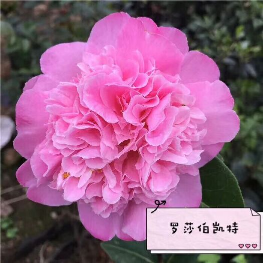 漳平市 名贵品种茶花：罗莎伯凯特 含盆高约40公分产地发货快递包邮