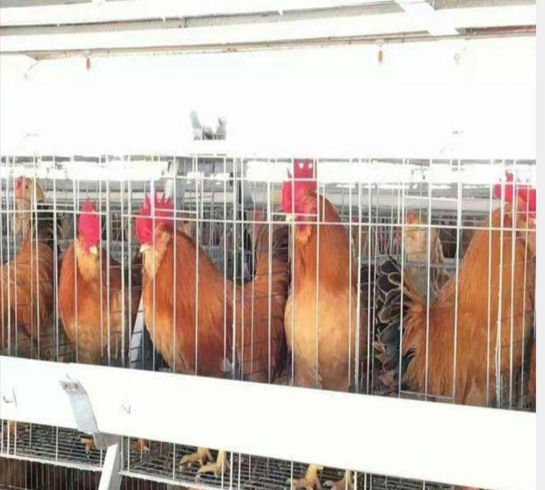  (三黄胡须鸡苗) 广东三大名鸡之一 24小时疫苗全国发货