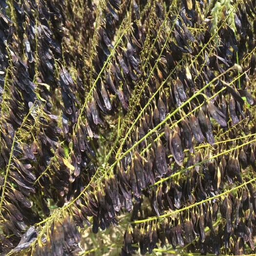 亳州板蓝根种子  2020纯新优质板蓝根籽大青根种子产地直销