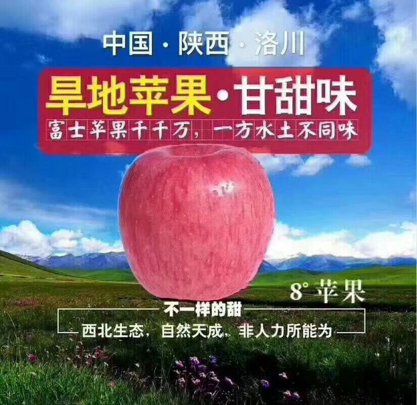  洛川苹果，自家果园，现摘现卖