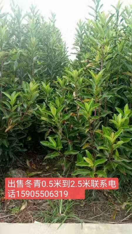 张家港市大叶冬青