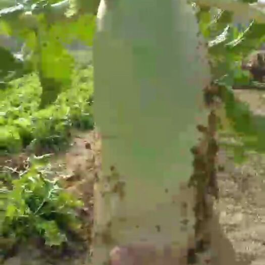 濮阳 青皮萝卜现货，露头青萝卜，自产自销。