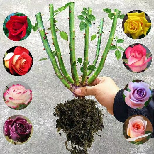  玫瑰花盆栽地栽南北适中种