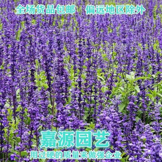 沭阳县多年生蓝鼠尾草种子一串蓝冬季耐寒室外庭院花海草花卉种子包邮