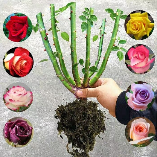  玫瑰花盆栽地栽南北适中种