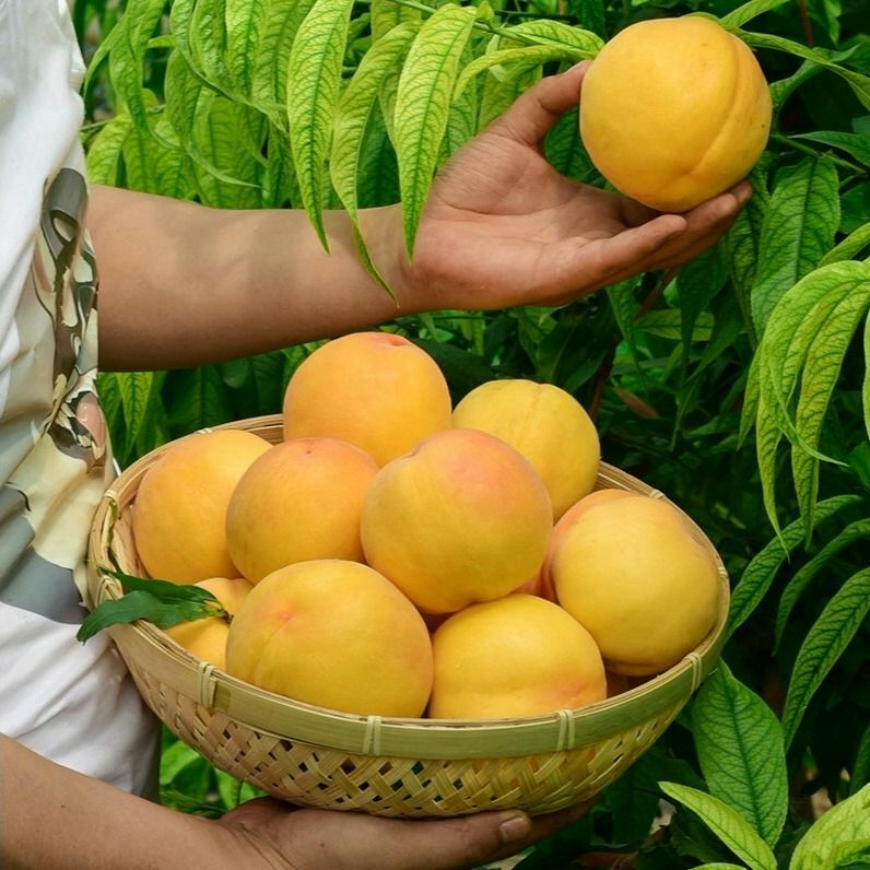  桃树苗血桃黑桃黄桃早熟晚熟嫁接桃苗南方北方种植果树苗