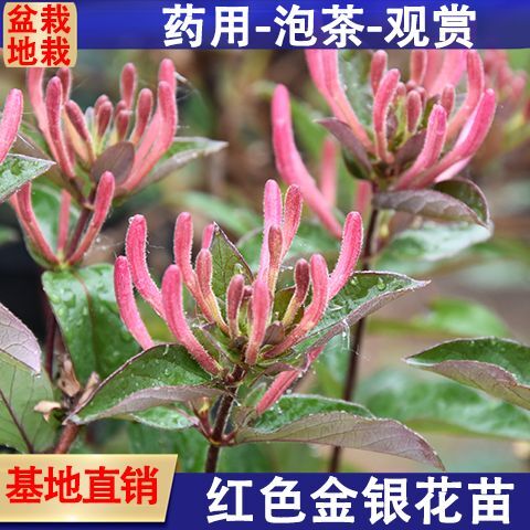 平邑县 金银花苗盆栽地栽南北适中种