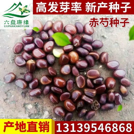 隆德县赤芍种苗 供应新产精选赤芍种子