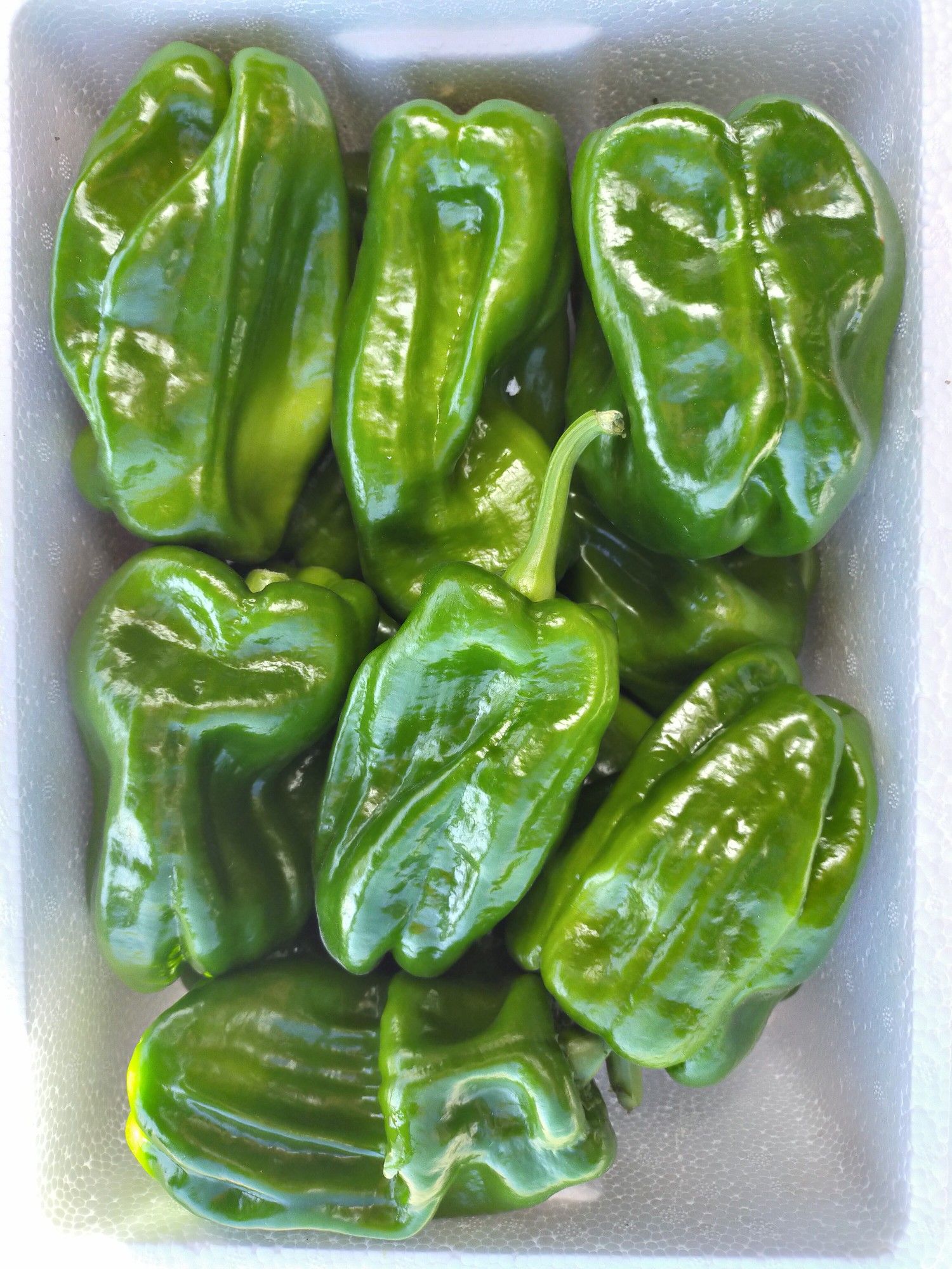 麻辣椒 10~15cm 靑色 中辣