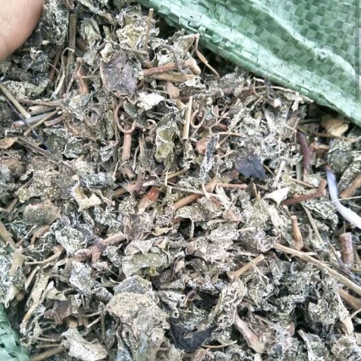 溪黄草（白茶）