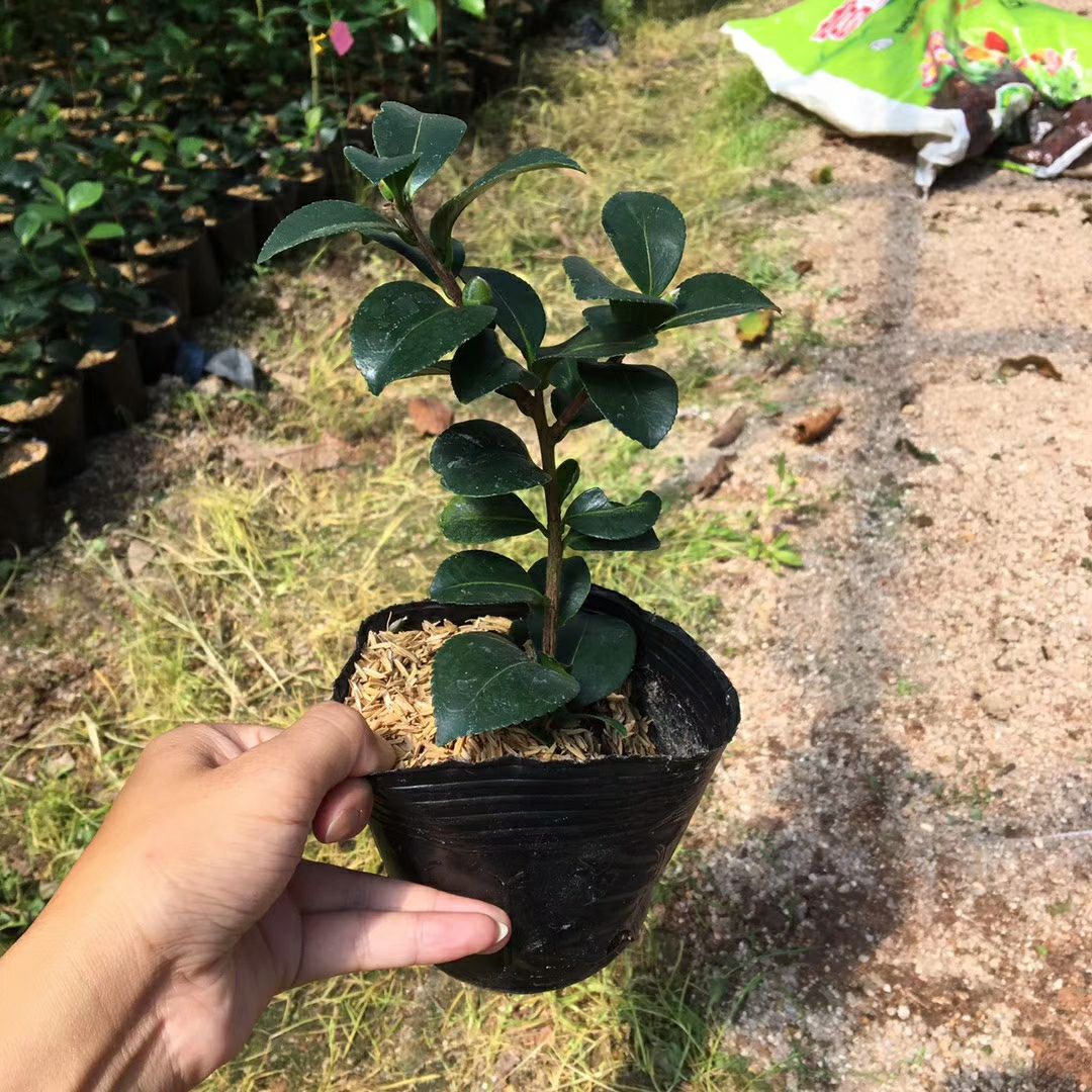  名贵品种茶花：茶梅 财神带花苞产地发货快递包邮