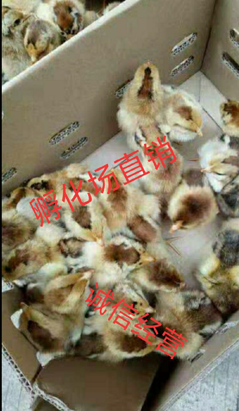  瑶鸡苗 红瑶鸡苗出壳疫苗包活到家，母苗3斤半，公苗4-5斤