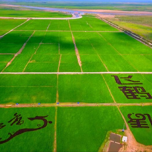 泰来县 东北大米基地直供