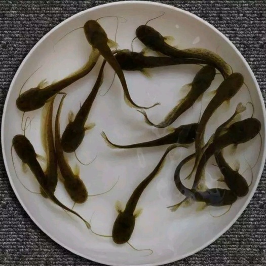 南充黄骨鱼苗 统货