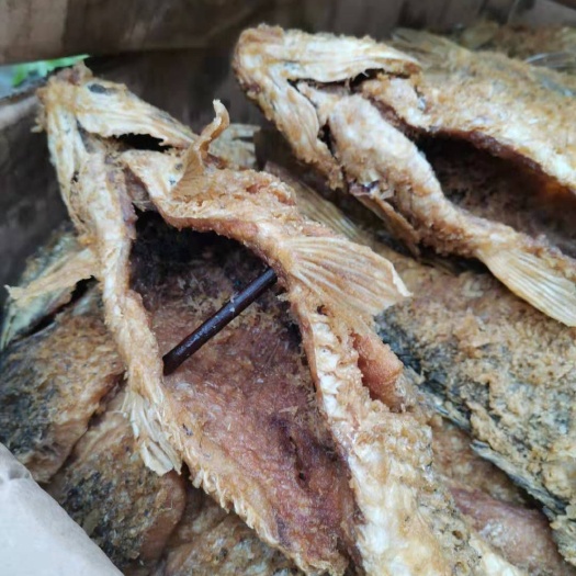 周口池鲤鱼 做红烧鱼批发