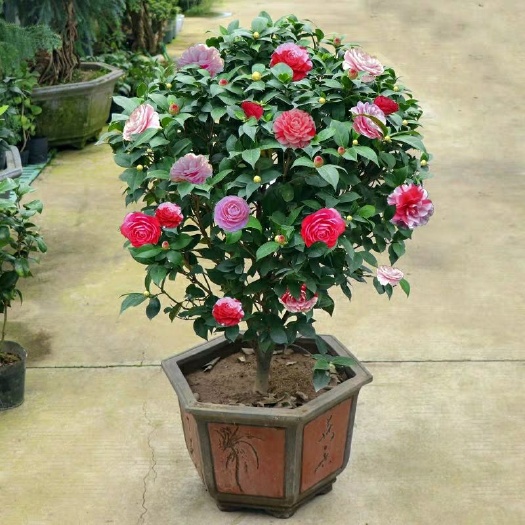 平邑县 四季茶花苗盆栽地栽南北适中种